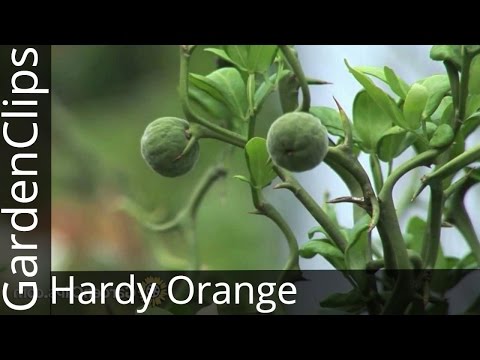 Hardy Orange - Poncirus trifoliata - All about Poncirus