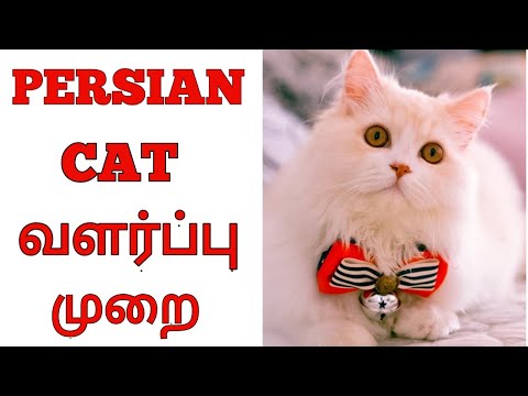 about cat in tamil