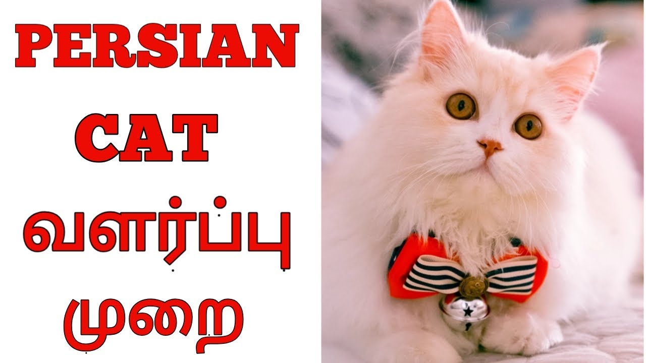 பெர்சியன் பூனை வளர்ப்பு முறை,PERSIAN CAT Valarpu Murai
