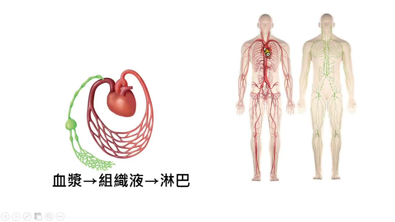 國中生物 人體的淋巴循環系統