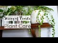 7 Tips to Take Care of A String Of Pearls Houseplant | String of Pearls Care Guide