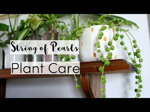 Video: Rosary Vine Plant Care - Creșterea Ceropegia Rosary Vine String Of Hearts