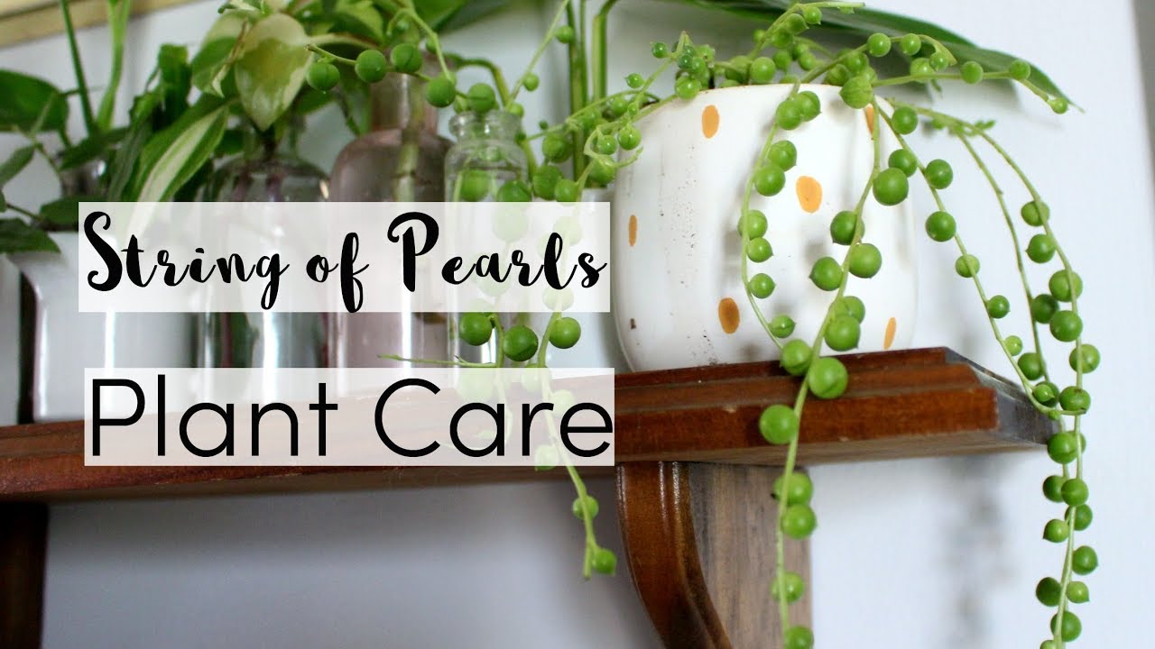 String-of-pearls: Care Tips 