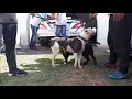 Cruza American Bully