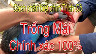 Cách phân biệt chim Trích Cồ trống mái (phần 3)