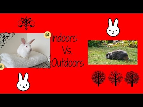 Indoors Vs. Outdoors~ Rabbit Housing
