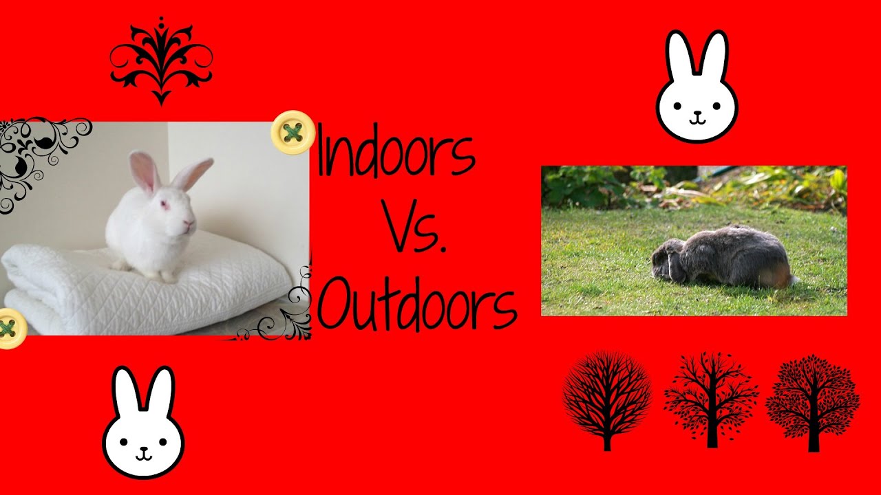 Indoors Vs. Outdoors Rabbit Housing YouTube