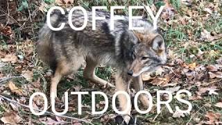 Weibe Elite Fleshing Knife How It Worked For Me