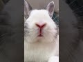 @clairelasge: Does your bunny also get all cuddly and affectionate? My heart melted. 🐰#rabbit