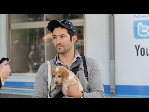 Videó: Az ember eladja a vállalkozást a fényképes kutyáknak