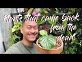 Plants that came back from the dead