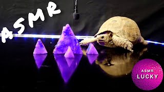 ASMR Mukbang Eating Triangle 🐢 Turtle Tortoise 4 #asmr #subscribe #like