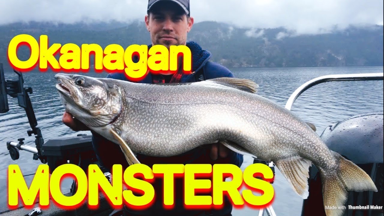 Rdo 4 Monster Lake Trout Okanagan Bc Youtube within Fishing Tips Okanagan Lake Rdo 4 Monster Lake Trout Okanagan Bc Youtube within Fishing Tips Okanagan Lake