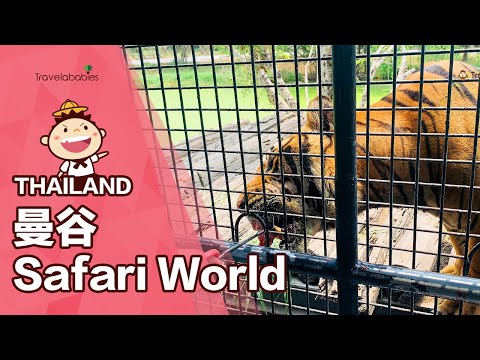 【泰國親子景點】曼谷最強動物園Safari World一日提案！餵老虎、長頸鹿和鸚鵡，還有海獅和海豚表演可看