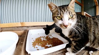 猫島の猫専用レストランでお腹いっぱいご飯を食べる猫達