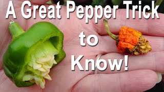 Saving Seeds Growing Peppers *MISTAKES when Collecting SEEDS to Harvest Grow GREEN Red Purple Yellow
