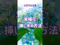 【1分解説】紫陽花 挿し木の方法!#紫陽花#挿し木#方法