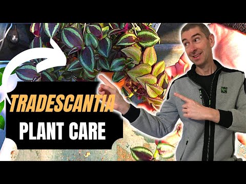 Vídeo: Por que a planta Wandering Jew é chamada assim?