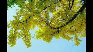 Peter Ries - Violin Sky - Autumn in Stillness