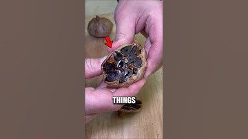 GARLIC🧄 Under The MICROSCOPE 😱