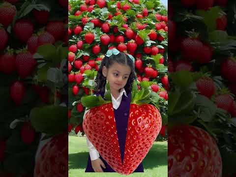 فراولة شورت 