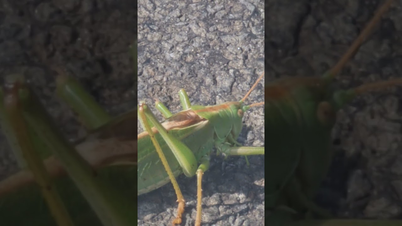 Male Green Bushcricket walking