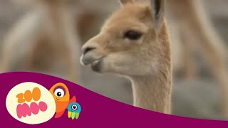 Home Song - Vicuna And Gibbon