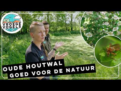 Historische houtwallen in Drenthe | TV | Vroege Vogels