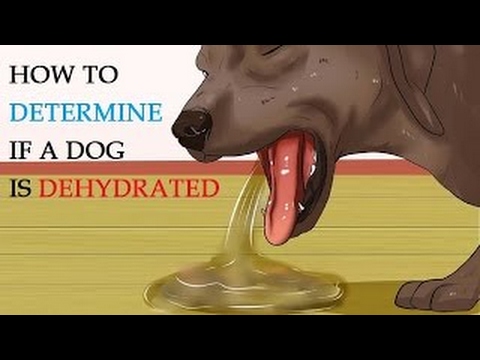 How to Determine if a Dog Is Dehydrated