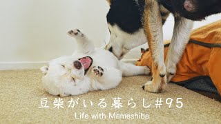 子育てレベルMAXの豆柴ママがこちらです