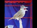 1 JAM~MASTERAN SUARA BURUNG KAPAS TEMBAK JERNIH