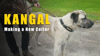 18 Month Old Kangal Gets Collar Upgrade | Turkish Kangal Dog | Ash The Kangal by Ash The Kangal 1,597 views 11 months ago 5 minutes, 25 seconds