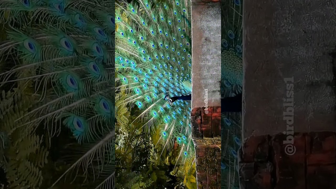 3 Awesome Birds 💚❤️💙 