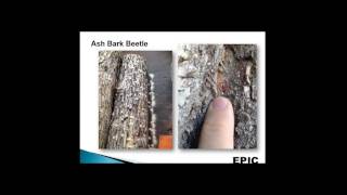 EAB preparedness in the early years of the infestation in Colorado