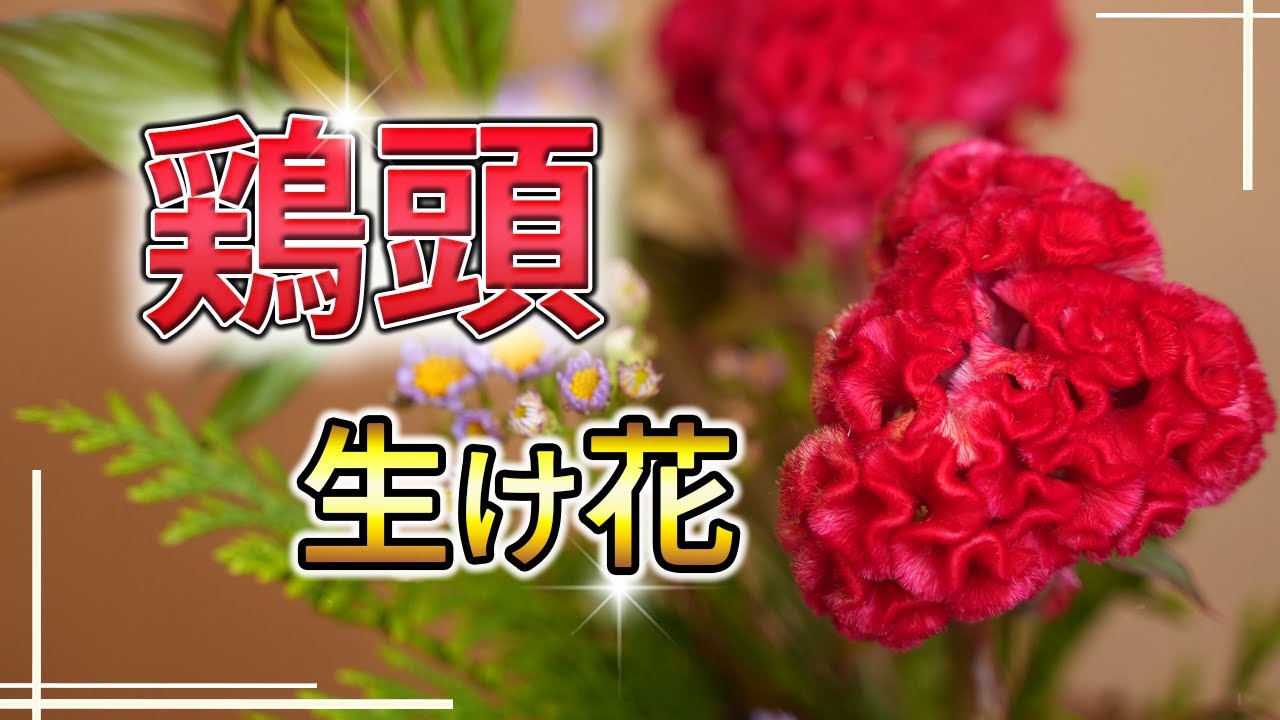 【秋の花】鶏頭の生け花