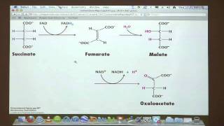 Kevin Ahern's Bite-Sized Biochemistry #28 - Citric Acid Cycle II (Oxidative Metabolism)