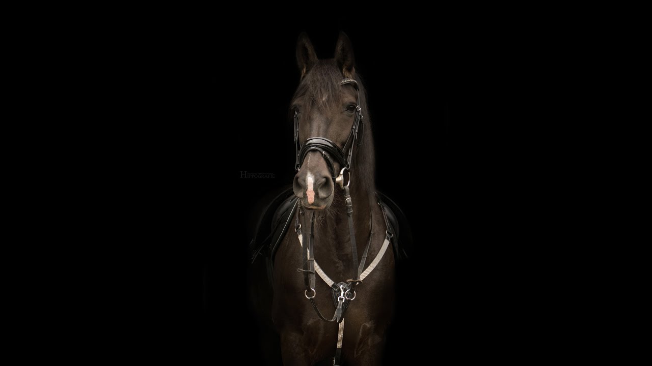 Onwijs Photoshop] Black foto maken van een paard - YouTube DL-07