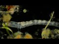 Black Fly larva looks like a Snake!