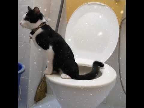 Melatih Kucing Poop / Pee di Toilet. How to Train Cat to Use Toilet.