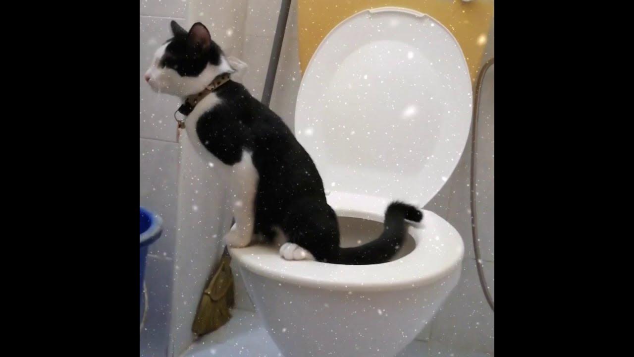 Melatih Kucing Poop / Pee di Toilet. How to Train Cat to Use Toilet