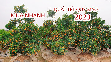 Mua nhanh kẻo hết quất tết quý mão 2023