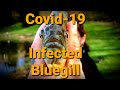 Covid 19 Infected MONSTER Bluegill