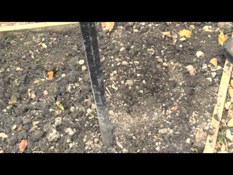 Video: Cultivarea păstârnacului în role de hârtie igienică: cum să crești păstârnac drept în grădină