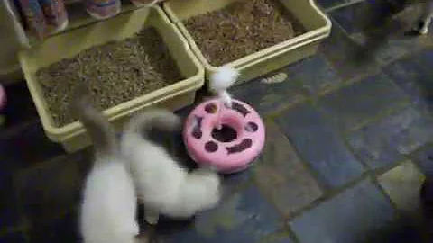 Watch the video about Aragormore Ragdolls - Kitten Rooms 11-12-2011