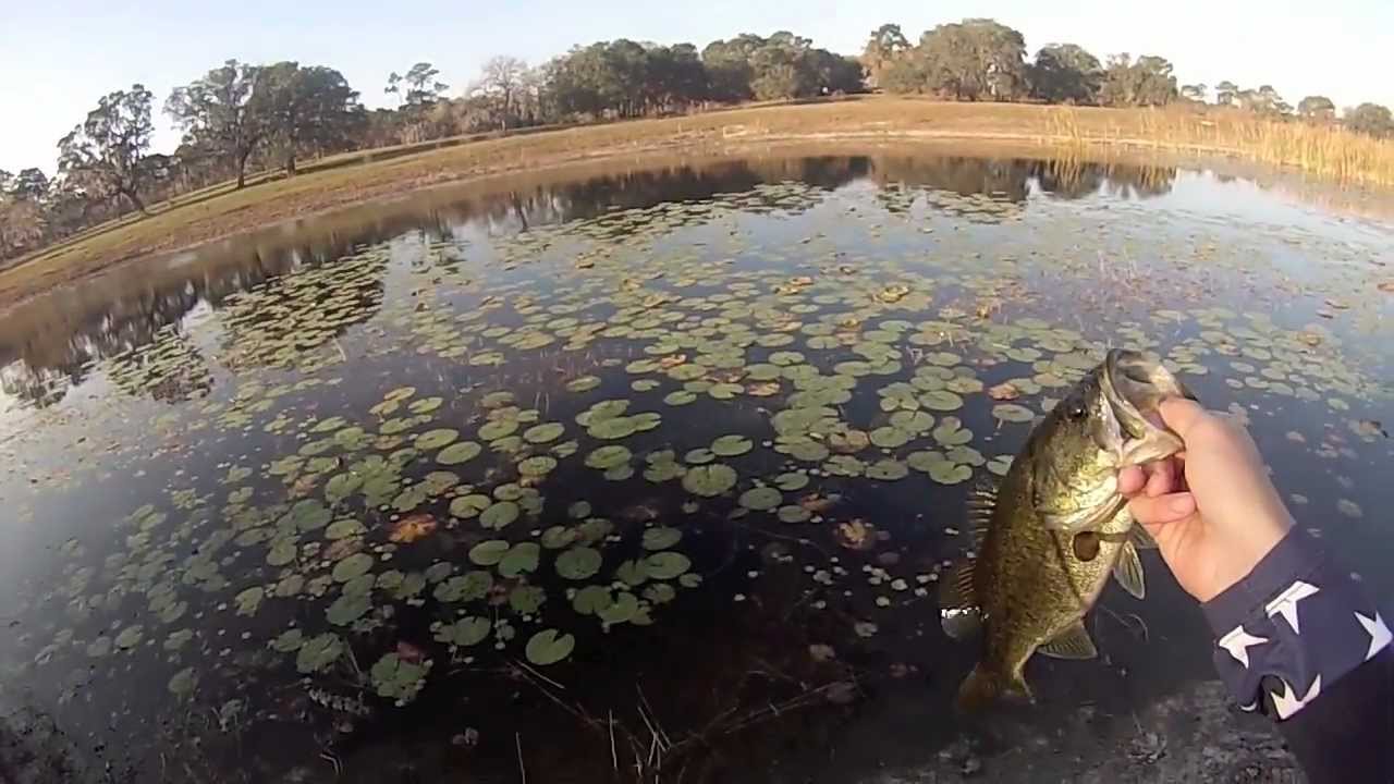 Heavy cover bass fishing for postspawn fish (Part I) YouTube
