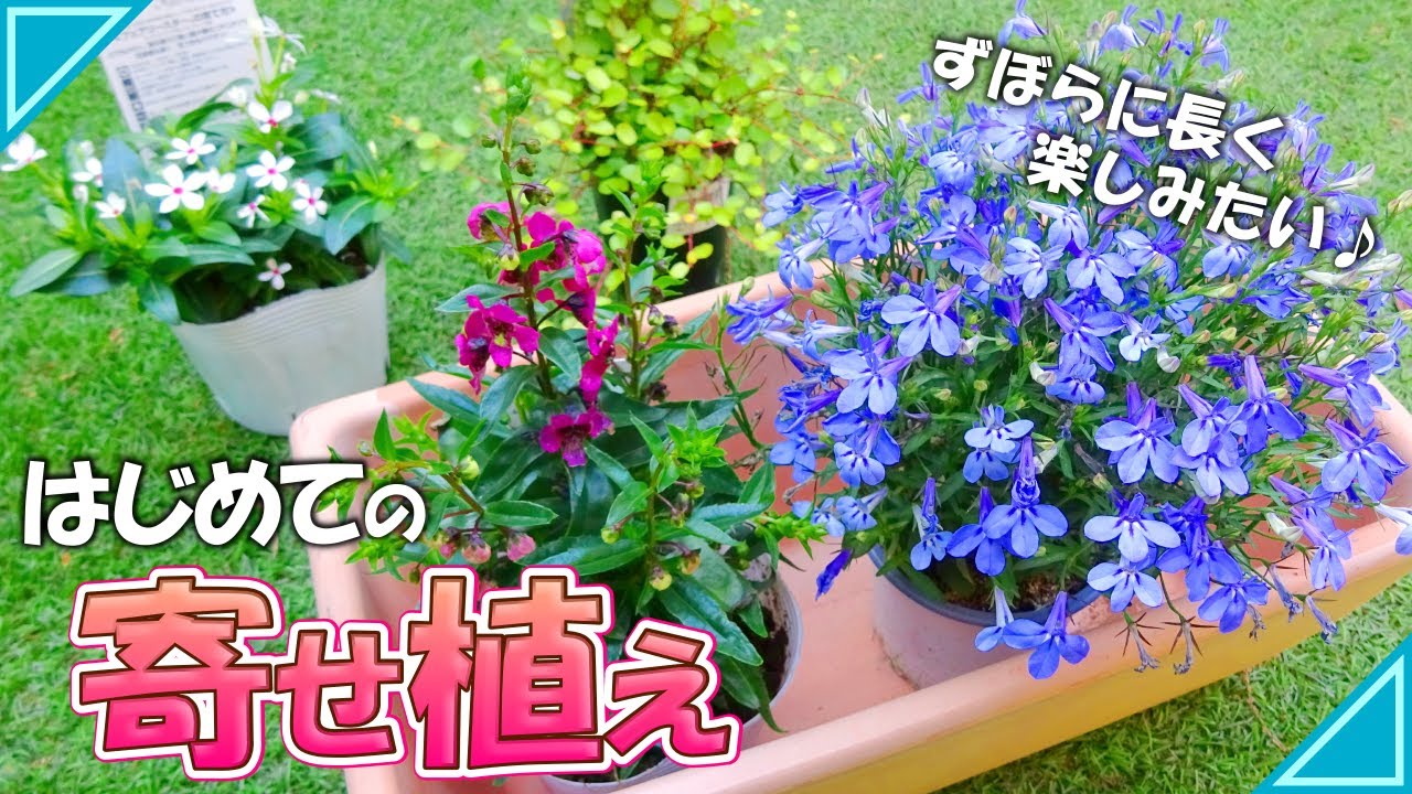 寄せ植え 暑さに強い寄せ植え ずぼら管理で長く楽しめる アンゲロニア ロベリア ニチニチソウ ワイヤープランツ Youtube 寄せ植え 暑さに強い寄せ植え ずぼら管理で長く楽しめる アンゲロニア ロベリア ニチニチソウ ワイヤープランツ Youtube