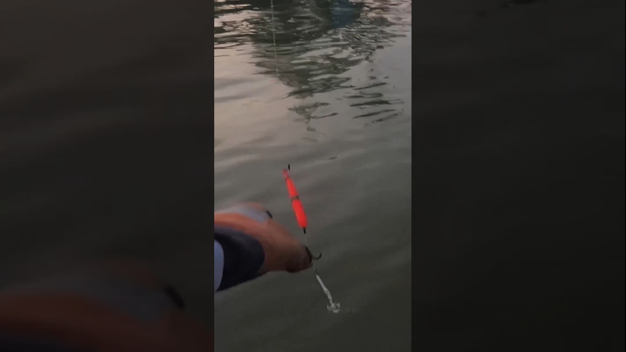 Cara Strike Cepat Mancing Belanak Permukaan Spot 