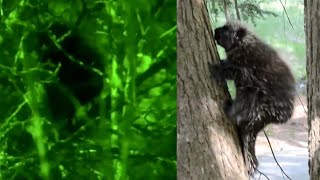 Porcupine in New Sasquatch Documentary?