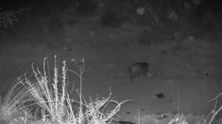 Javelina at night