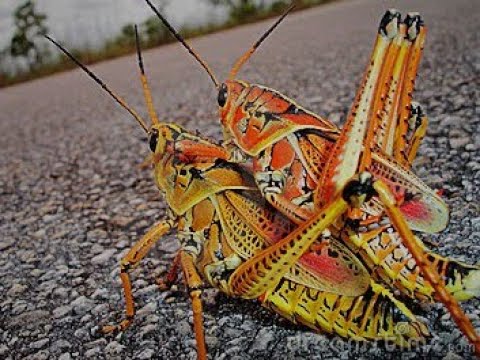 Grasshoppers Mating In The Everglades